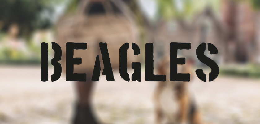 beagles_header_840x400